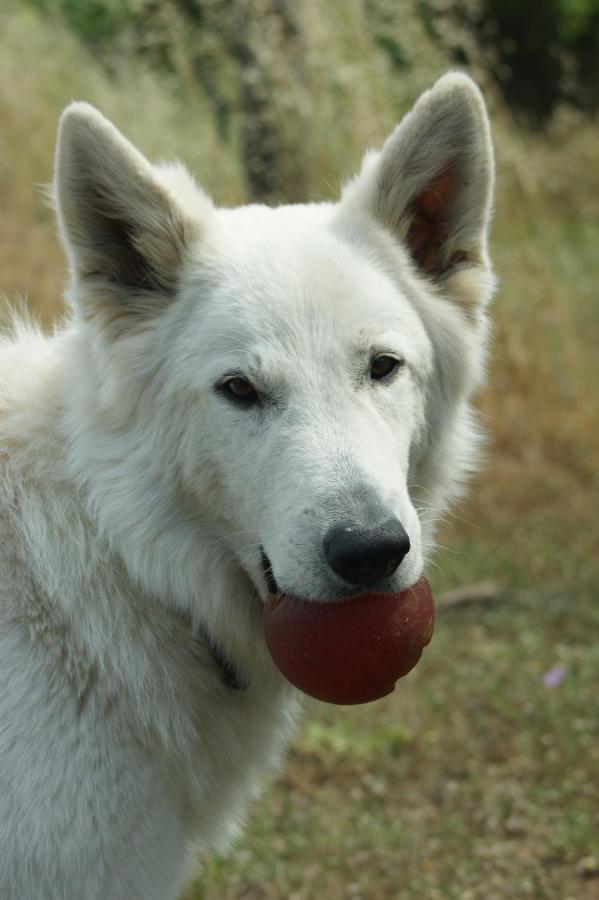 Mas Del Llop Blanc - Dog Friendly Hostal Rural - B&B Sobrestany Exterior photo